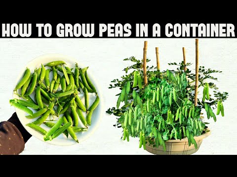 How To Grow Peas in Containers | SEED TO HARVEST