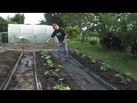 How To Plant Pumpkins, Zucchinis And Cucumbers