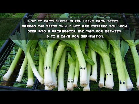 How To Grow Musselburgh Leeks From Seeds