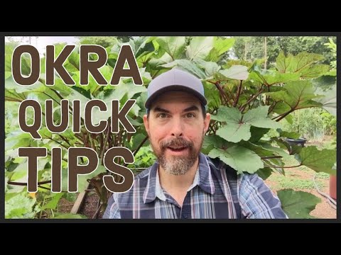 EXCLUSIVE TIPS FOR GROWING OKRA IN LESS THAN FIVE MINUTES | THE MOST GANGSTA VEGETABLE