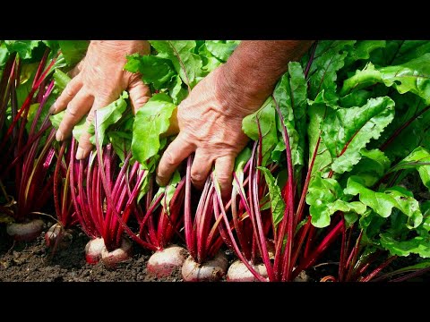 How To Growing And Harvesting Your Own Beetroot - Gardening Tips