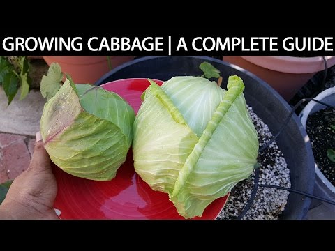 A Complete Guide To Growing Cabbage In Containers &  Raised Beds