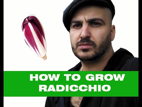 How to grow Radicchio – From sowing seed to Harvest
