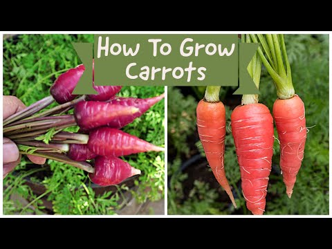 How To Grow Carrots - Growing Two Delicious Carrot Varieties