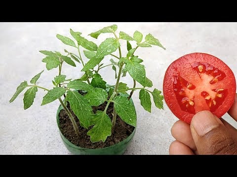 Grow tomatoes at home