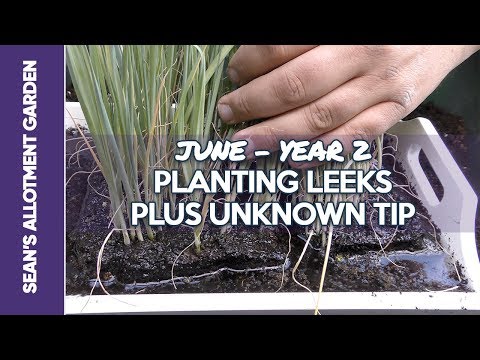 Growing Leeks - Transplanting and Planting Leeks