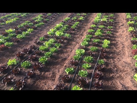 How I Farm Lettuce