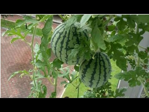 How to grow watermelon in pot with updates/ Watermelon plant care tips/Watermelon