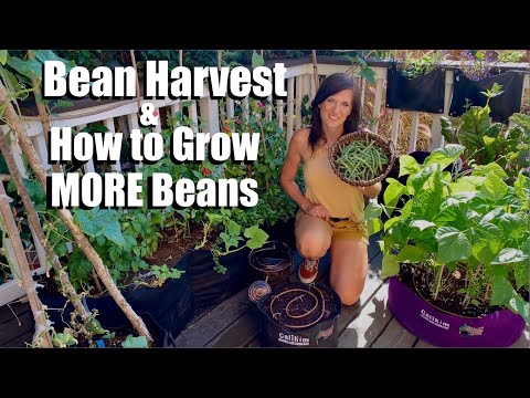 Harvesting Organic Beans from the Container Garden and How to Grow MORE Beans! ?????????