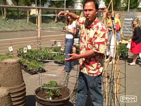 Growing tomatoes vertically in containers and 200 tomato varieties at Tomatomania