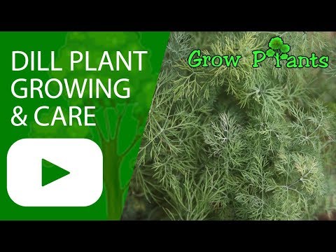 Dill plant - growing & care