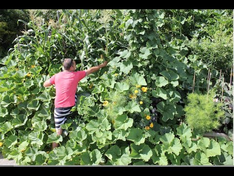 How to grow beans, sweetcorn and squashes all at once with the three sisters planting combination.