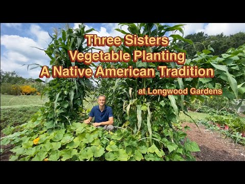 Three Sisters Veggie Planting: A Native American Planting Method that Listens to Mother Nature