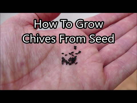 How to Grow Chives On A Windowsill From Seed (With Time lapse)