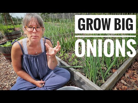 MY TOP 4 TIPS | Growing Big Onions