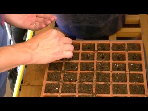 How to Grow Cabbage from Seed
