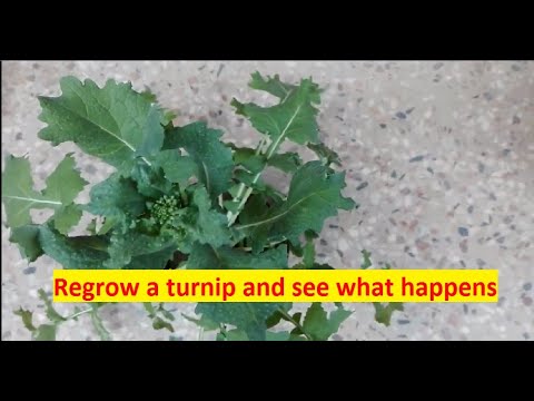 What happens when a turnip is regrown|| Regrow turnip