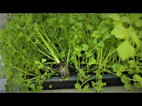 Starting Celery seedlings and separating them, easier and better way to grow celery