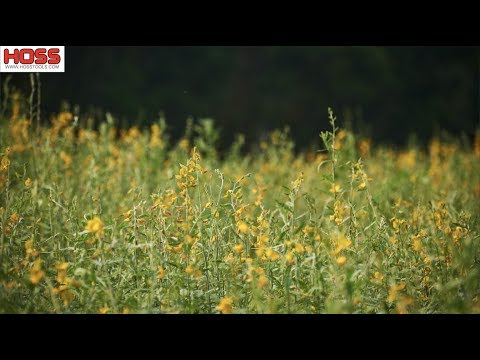 REPLENISH your garden soil with this QUICK COVER CROP!