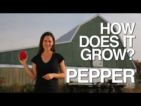 BELL PEPPER | How Does it Grow?