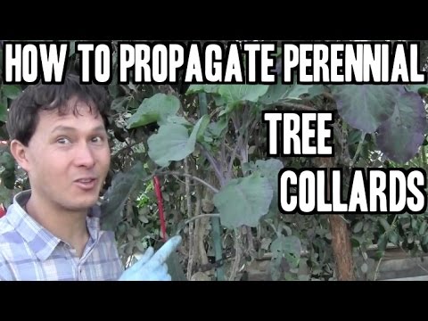 How to Propagate Perennial Tree Collards from Stem or Tip Cuttings