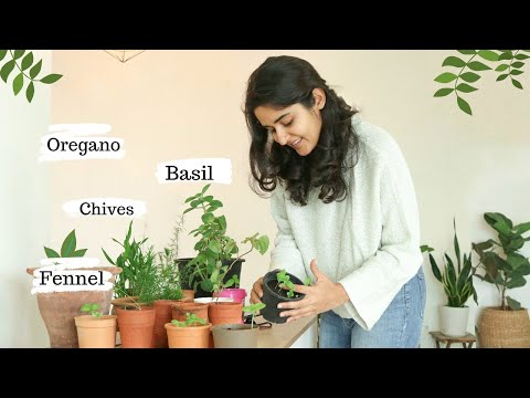 Growing Italian Herbs in India- Basil, Oregano, Chives, Fennel | Success & Failure