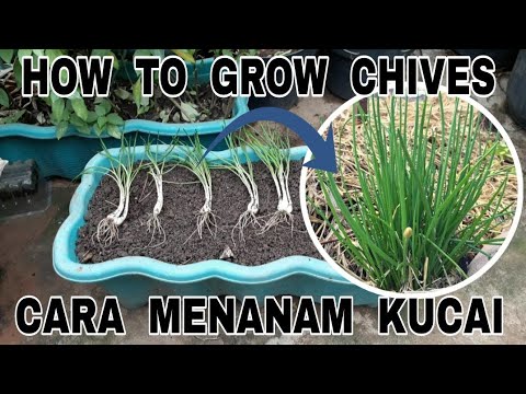 How to Grow Chives in the Pot