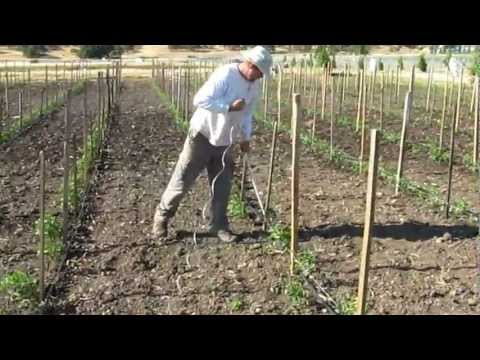 How to Tie and Stake Tomato Plants