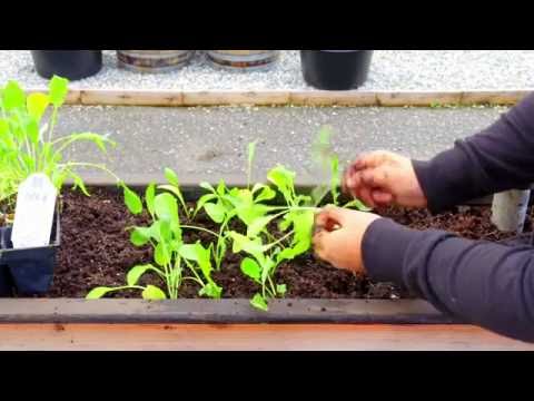 How to Plant Arugula