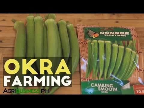 Okra Farming in the Philippines: Have Daily Income in Okra Farming