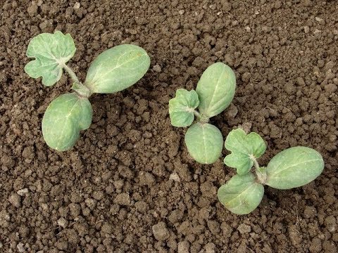 How To Grow Watermelon From Seed-Part 1