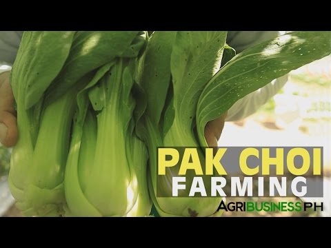 Bok Choy Farming: Bok Choy Planting Guide