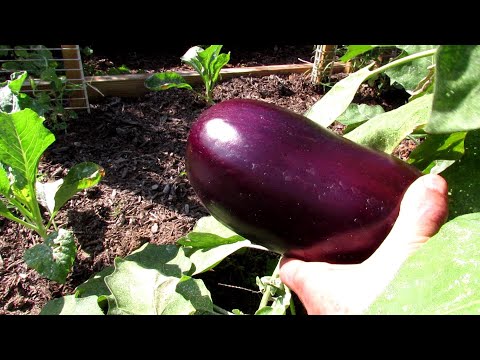 The 2 Keys to Successfully Growing Eggplants: Manage Flea Beetles & Slow and Low Organic Fertilizing