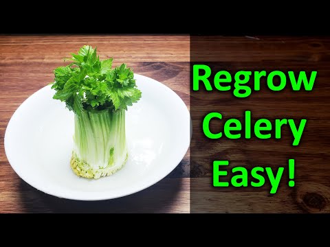 How To Regrow Celery From Celery