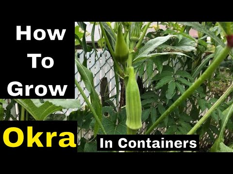 How to Grow Okra in containers