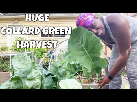 Growing Collard Greens - Huge Harvest!