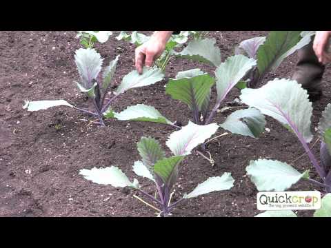 How to Grow Cabbage - A Step by Step Guide