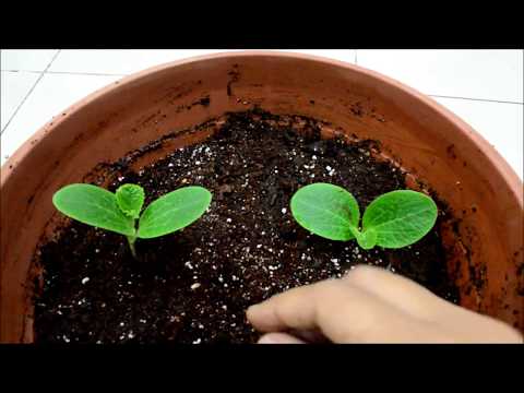 How to grow Torai (Zucchini) in pots ? // Garden Up