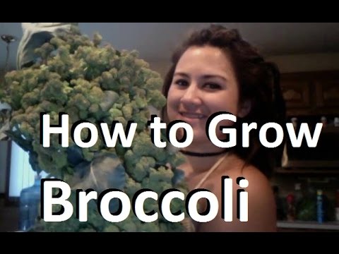 How to Grow Broccoli - Complete Growing Guide