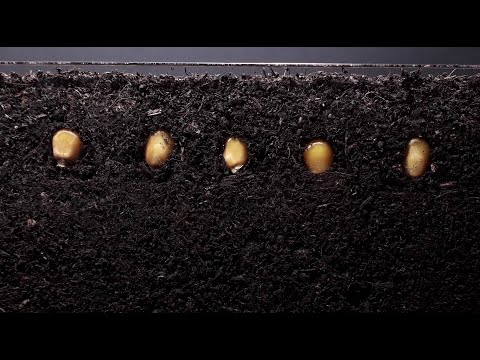 Corn time lapse - 12 days  - Plant time lapse series