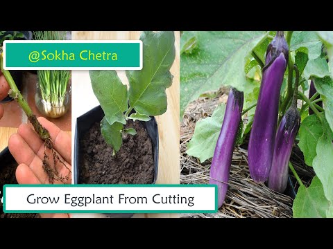 How To Grow Eggplant From Cutting ( No one Tells You)