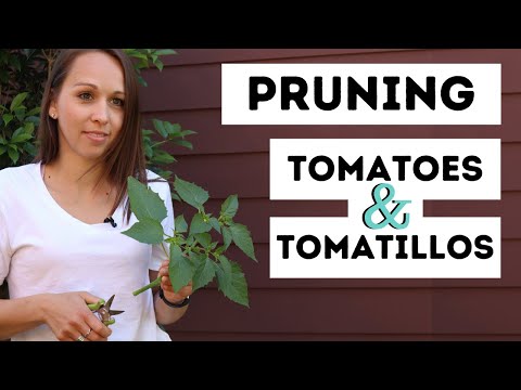 Pruning Tomatoes & Tomatillos PART 1 | Propagating | Easy & Simple