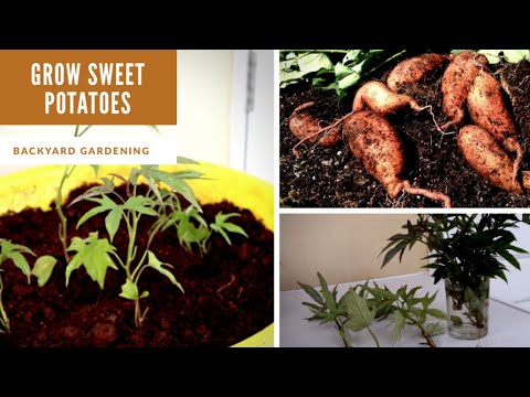 How to grow sweet potatoes at home||Easiest way to grow lots of sweet potato slips/BackyardGardening
