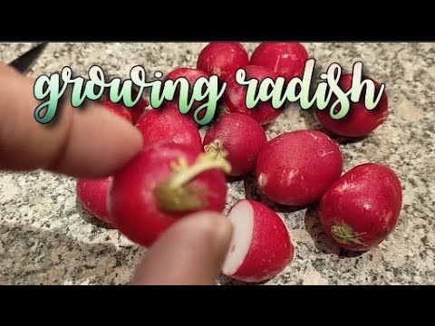 How To Regrow Radish From Kitchen Scraps | Grow Food For Free