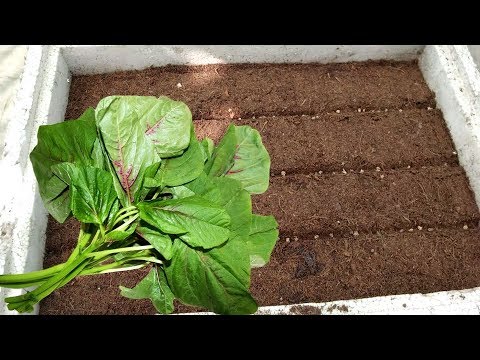 How to Grow Palak (Spinach) From Seeds Part-1 (Urdu/hindi) 2017