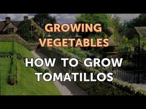 How to Grow Tomatillos