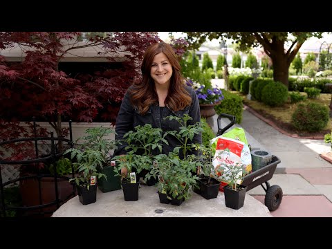 Tomato Growing Basics & Planting Tips! ???????// Garden Answer