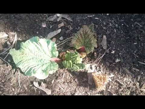 How to grow rhubarb  from seed!