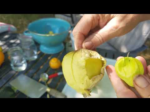 How to save tomatillo seeds 2 ways