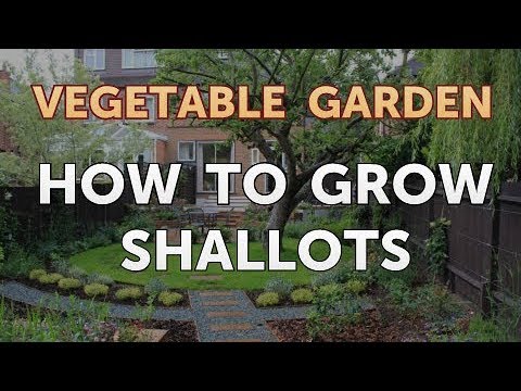 How to Grow Shallots